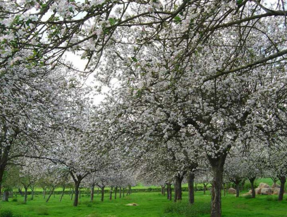 Trad Orchard showing the blossoms