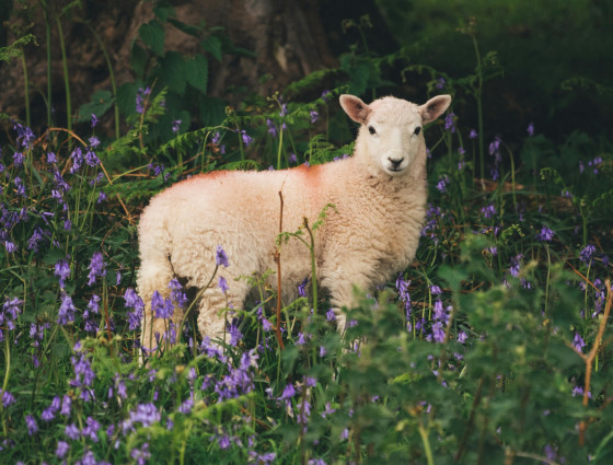 Sheep in Bluebells 