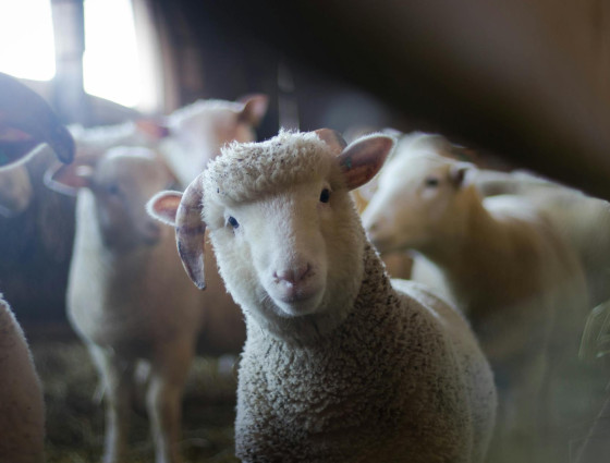 Sheep in a barn