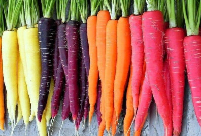 Colourful carrots in a row